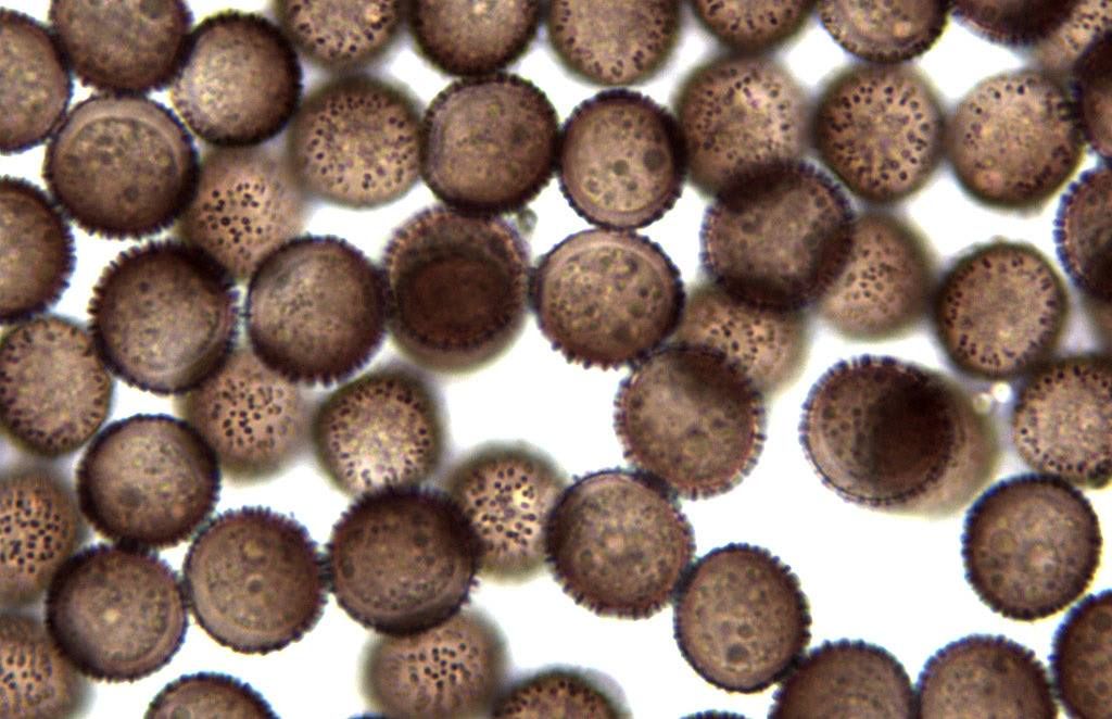 Physarum decipiniens (??)